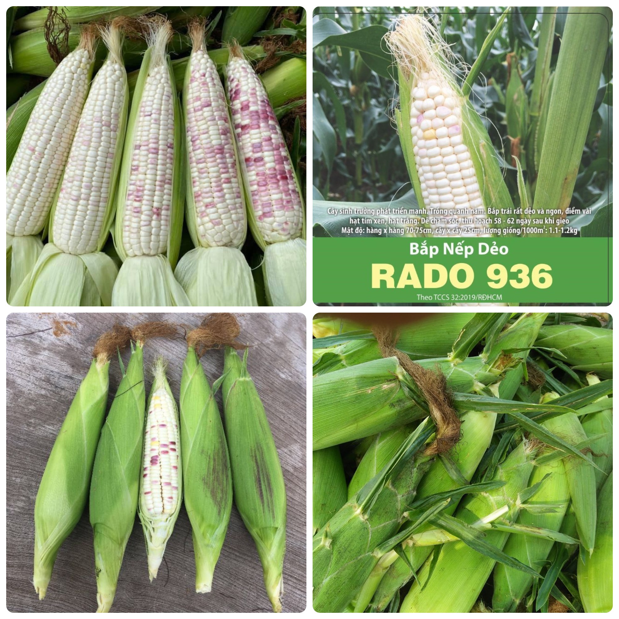 Hạt giống Bắp nếp dẻo (Ngô nếp) gói 10gr