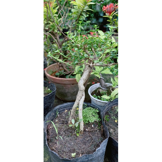 Sam Hương Bonsai