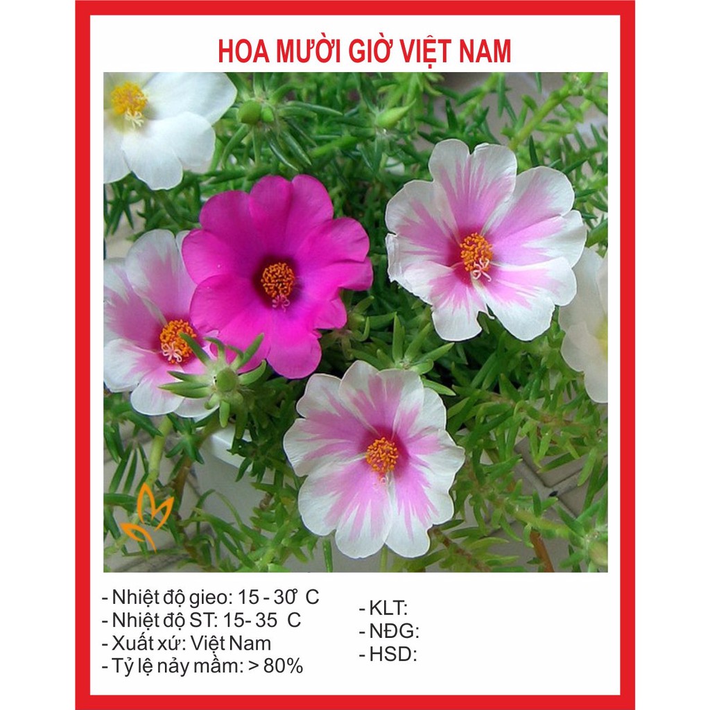 Hạt Giống Hoa Mười Giờ Đơn Mix 100 hạt