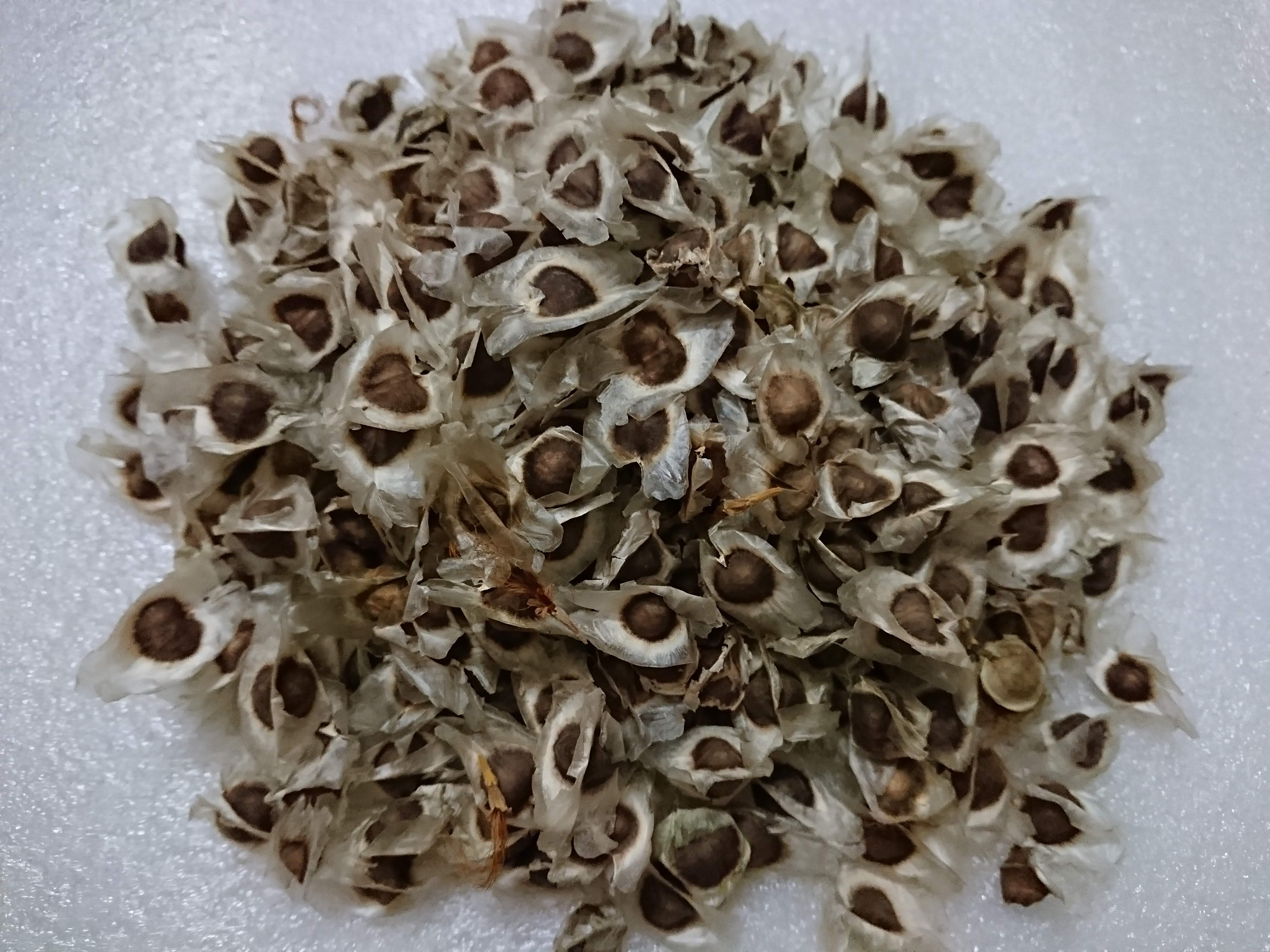 Hạt giống cây chùm ngây (20 hạt)