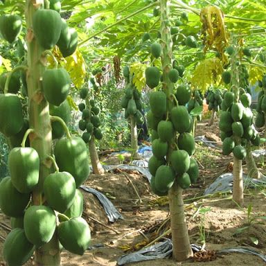 [HCM]5 Hạt giống đu đủ ruột vàng sai trái