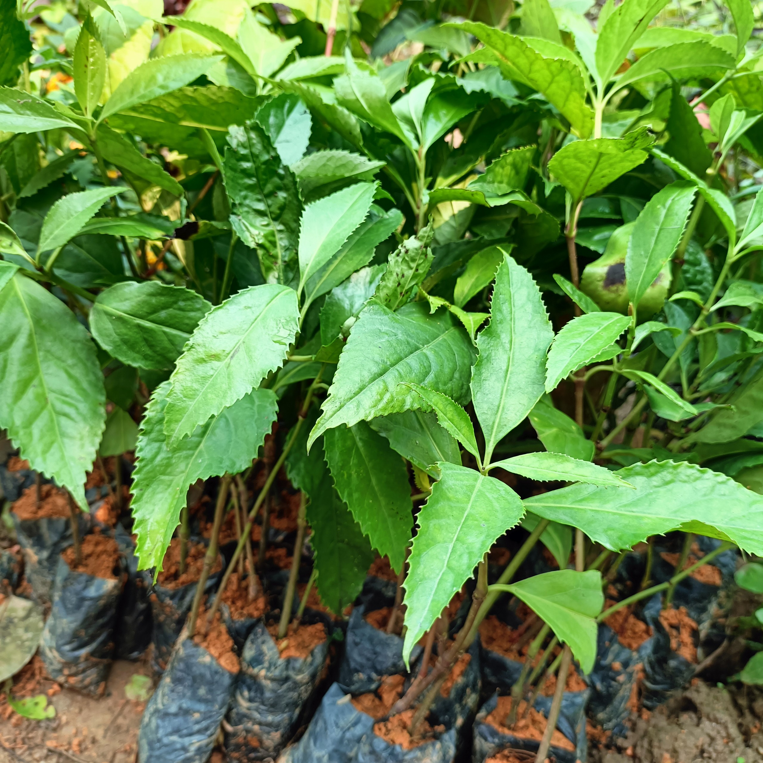 Cây giống hoa sói