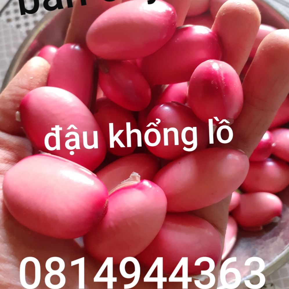 cây đậu kiếm giống Nhật Giống,1 cây