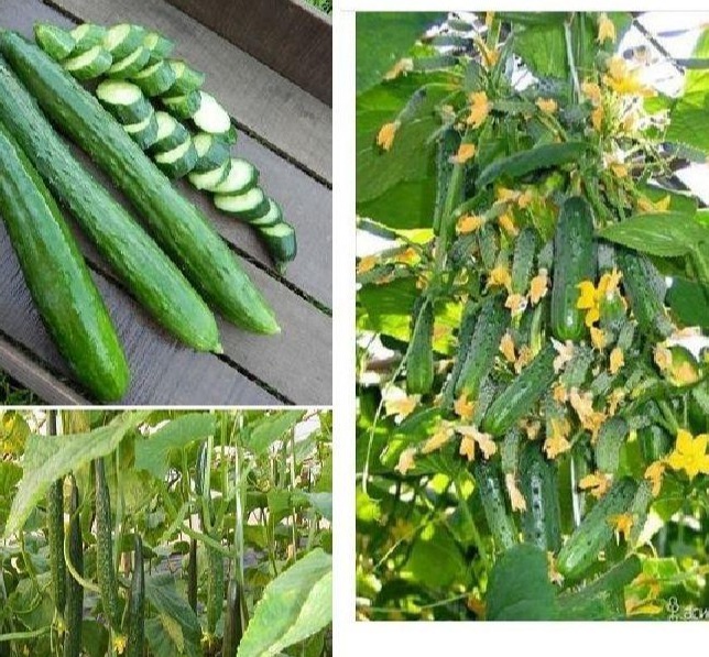 Combo 2 gói hạt giống dưa chuột - ( 1 gói dưa baby chùm - 1 gói dưa chuột dài )