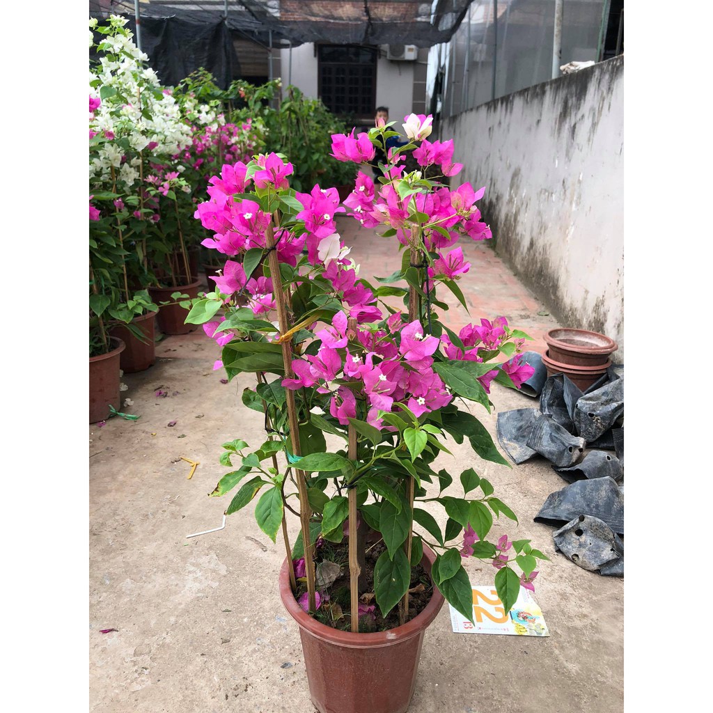 Cây hoa giấy Hai màu (ảnh thật số 2)
