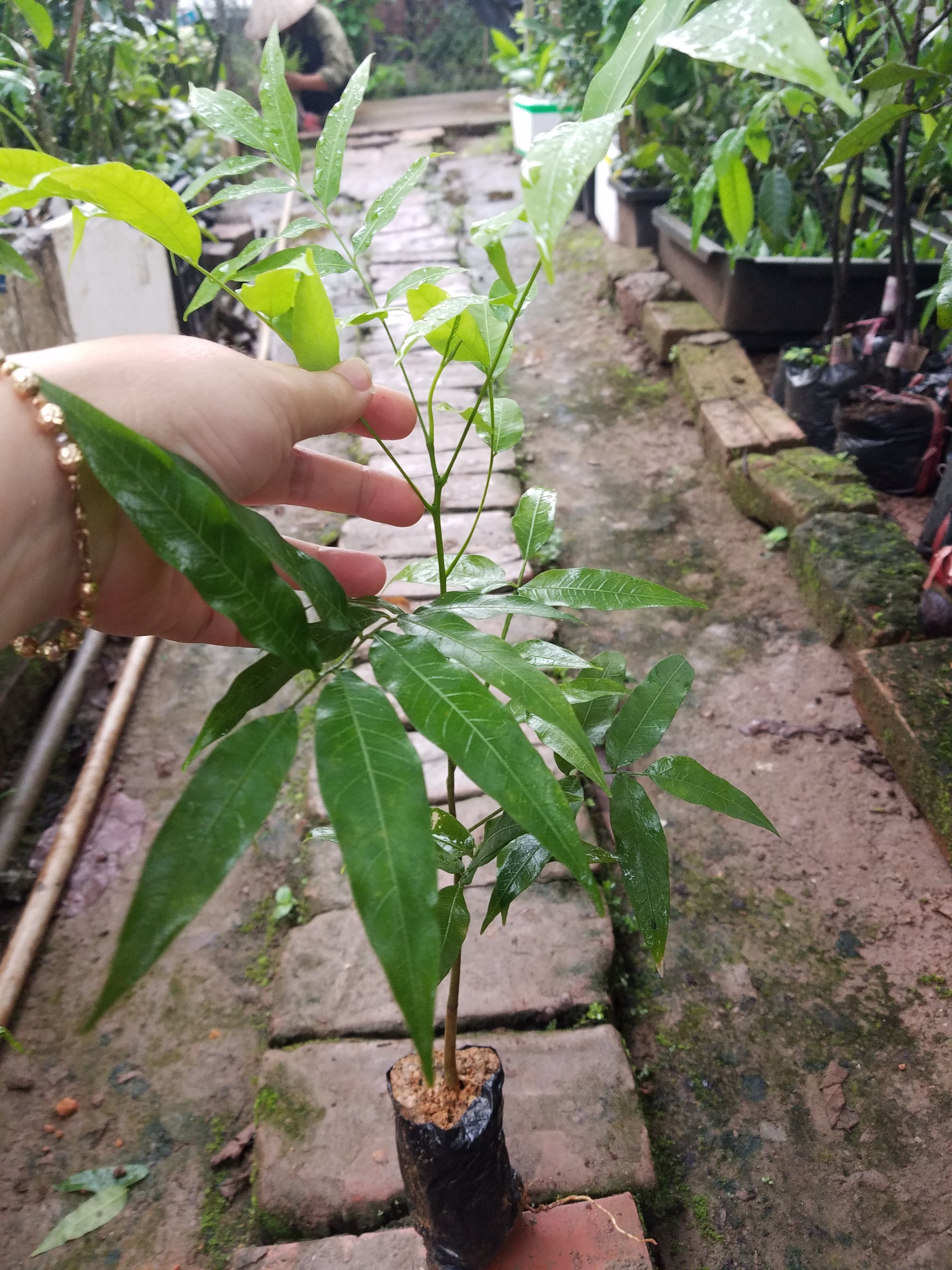 Bồ hòn chuẩn giống - Gửi cây như hình