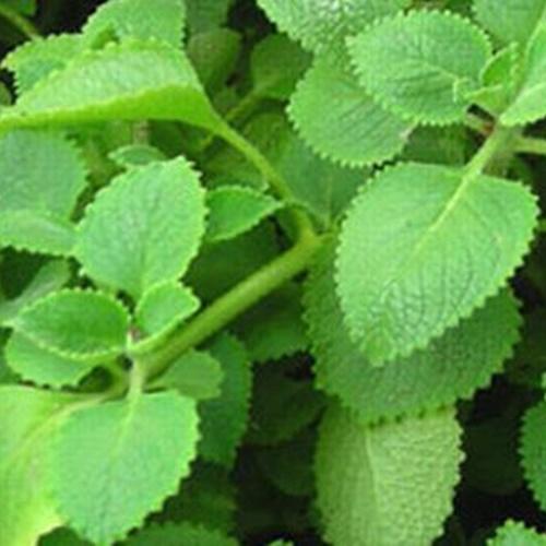 Set 2 Túi Hạt Giống Rau Húng Chanh. Mỗi Túi 0,1 Gram. Giá Khuyến Mại