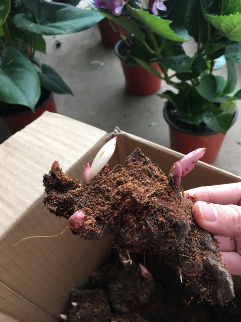 CỦ MẪU ĐƠN DANG NẢY MẦM 10 CỦ
