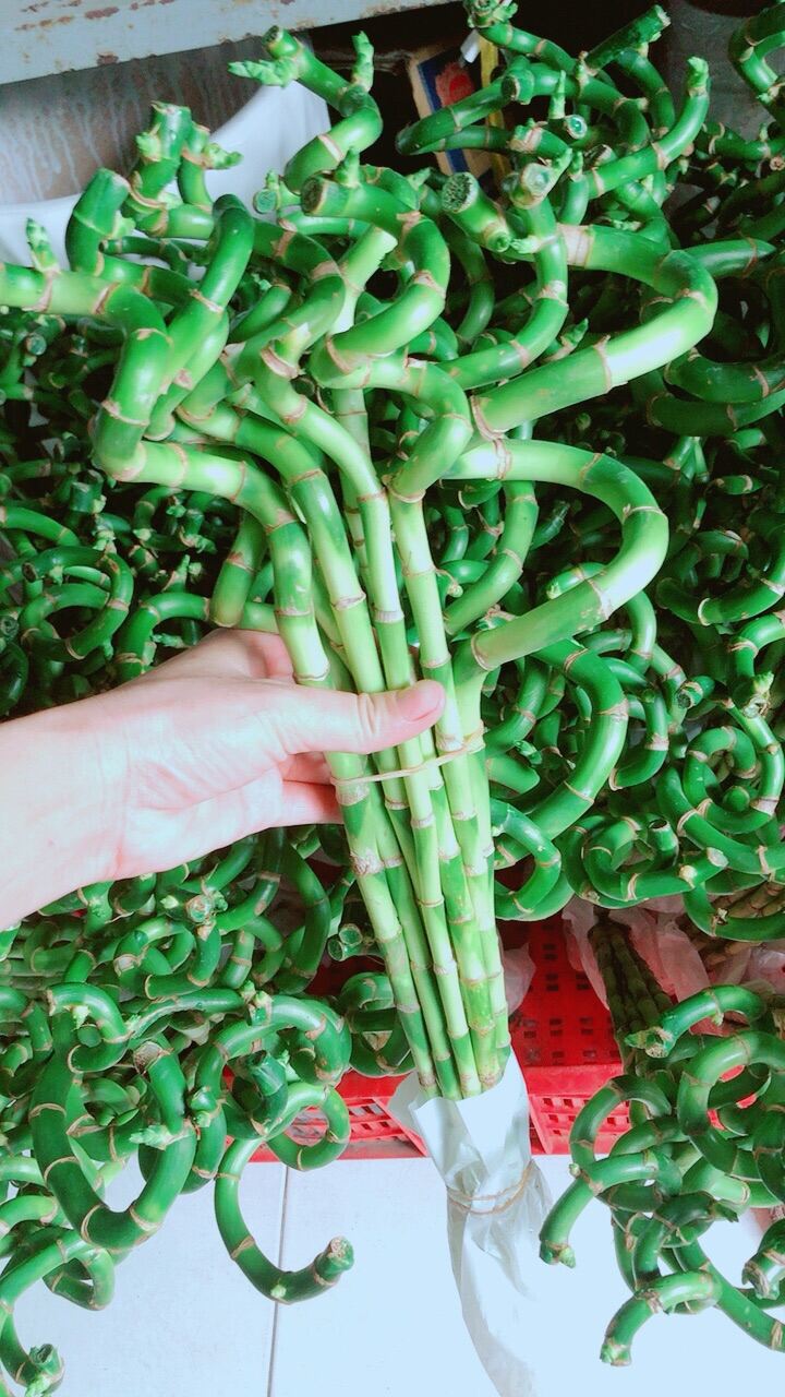 Bó trúc phát tài xoắn cao 50cm