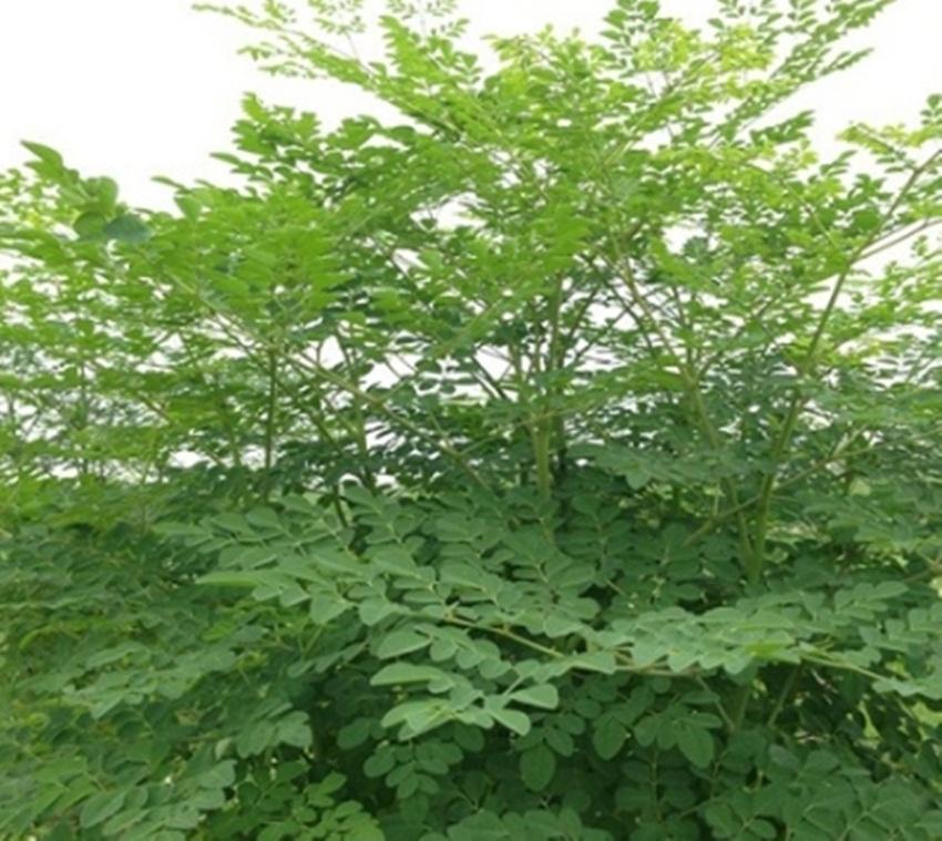 10 Hạt Giống Cây Chùm Ngây