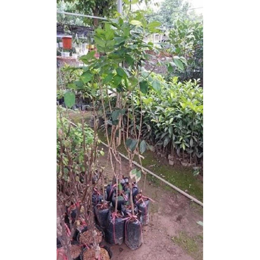 [Chuẩn Giống F1] Cây giống chôm chôm chuẩn F1