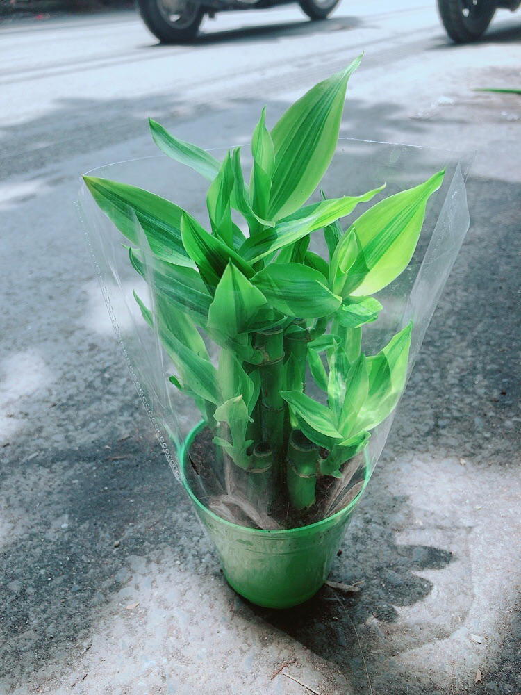 Chậu Trúc Phát Tài