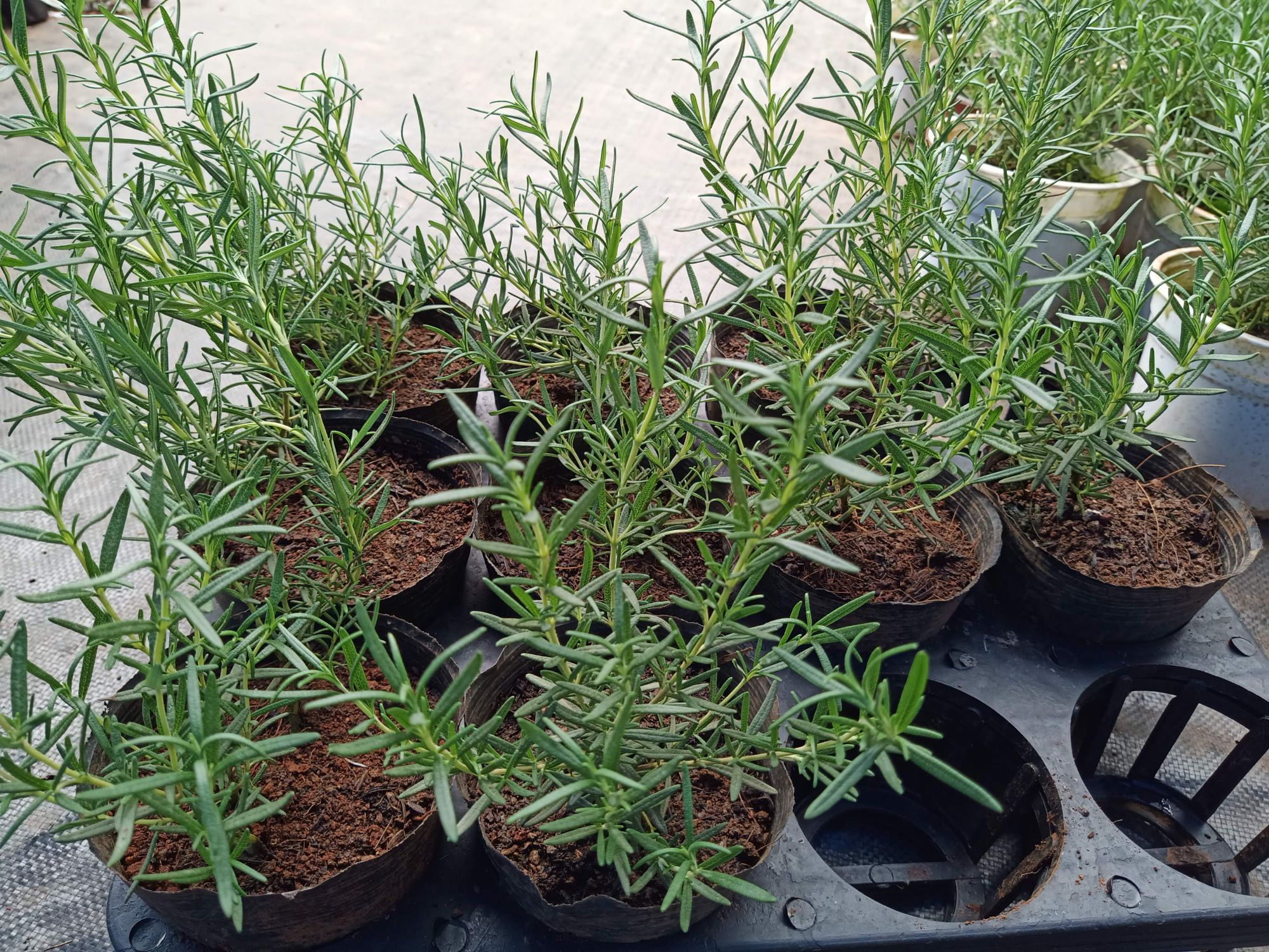 Cây hương thảo - Rosemary