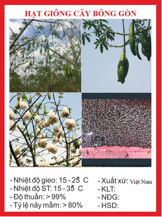 Hạt giống cây bông gòn - 100gram