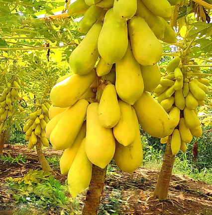 Đu đủ vỏ vàng Vĩnh Thành (5 hạt)