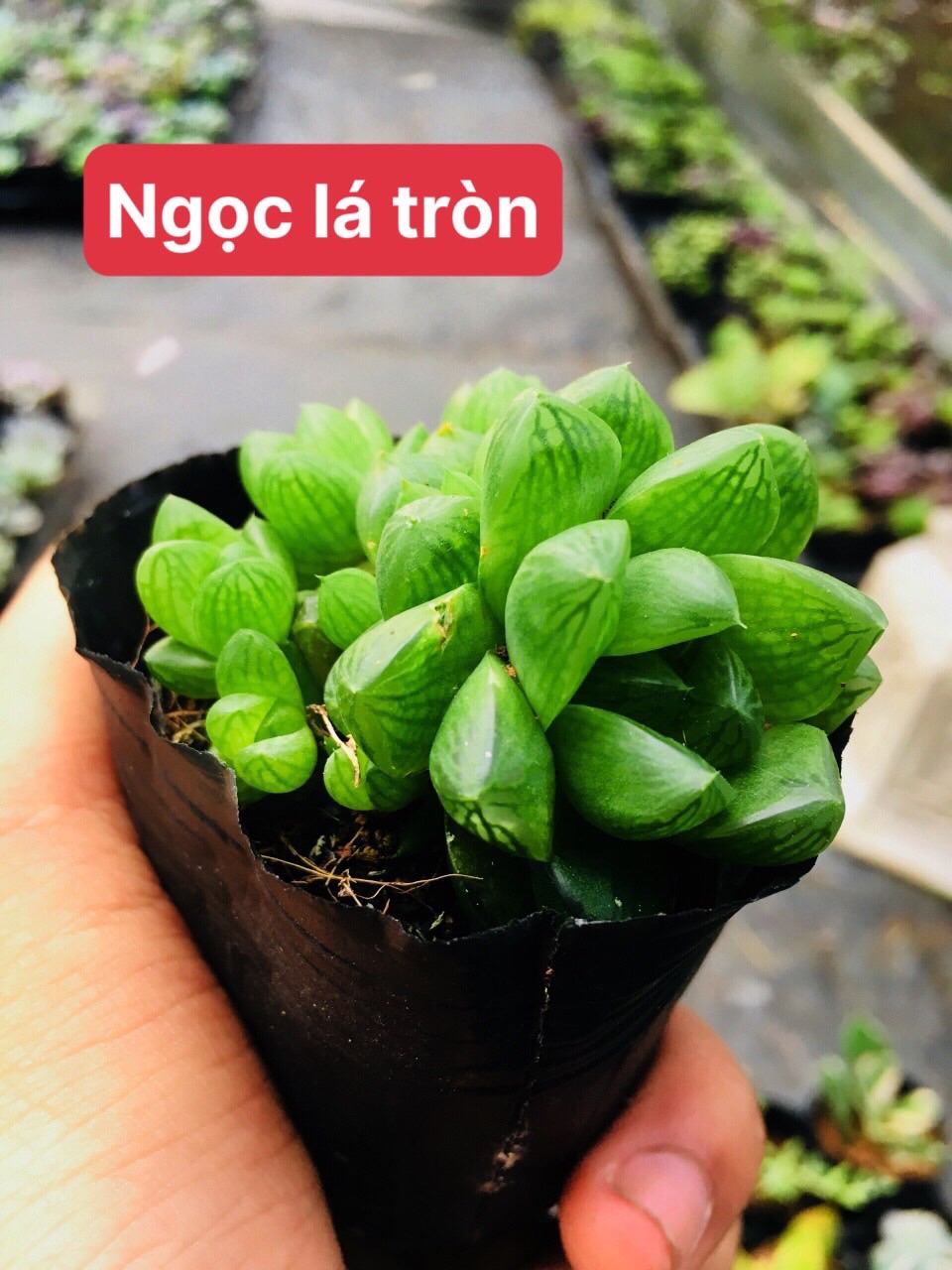 Sen đá ngọc lá tròn