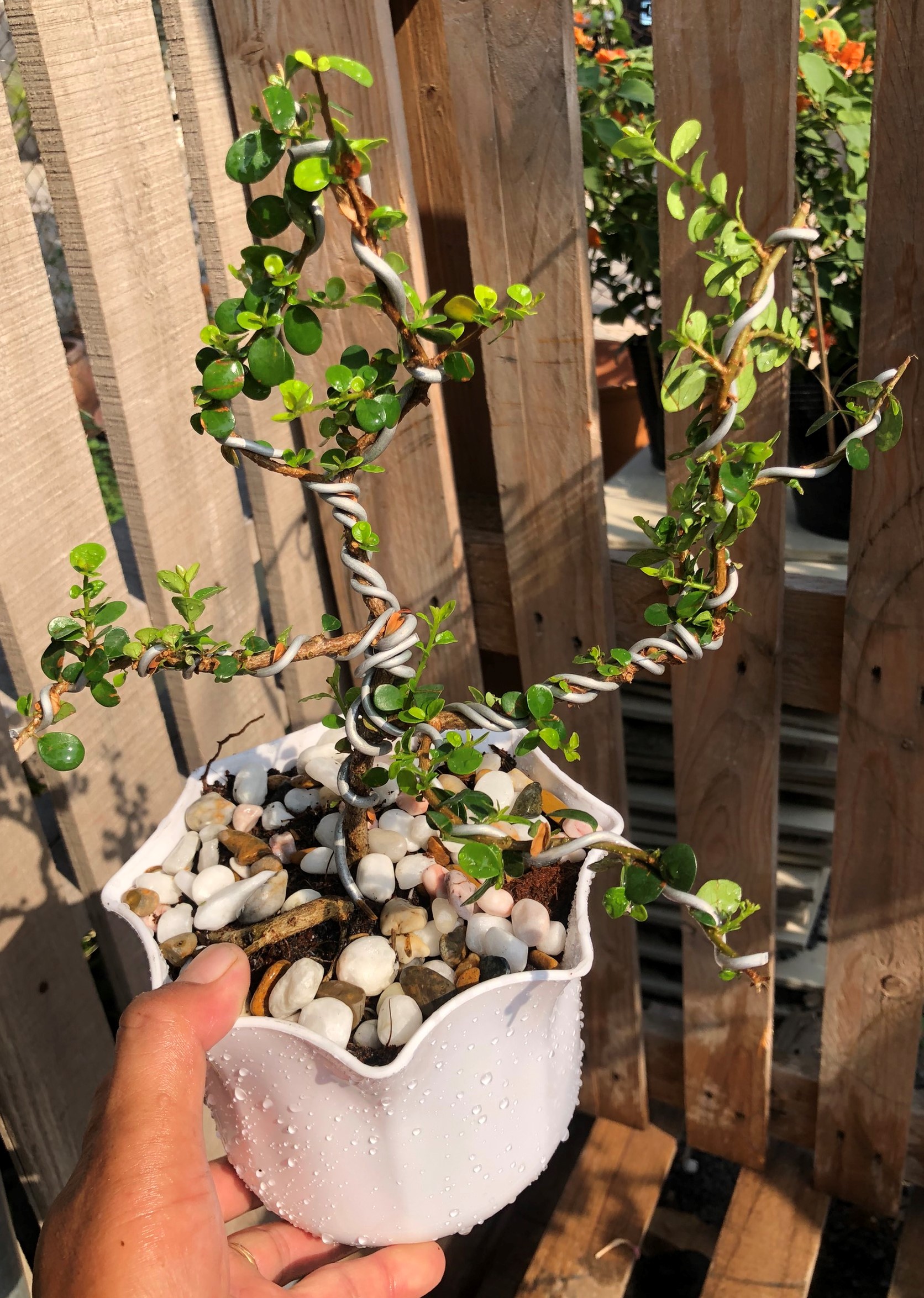 Cây si Nhật dáng Bonsai