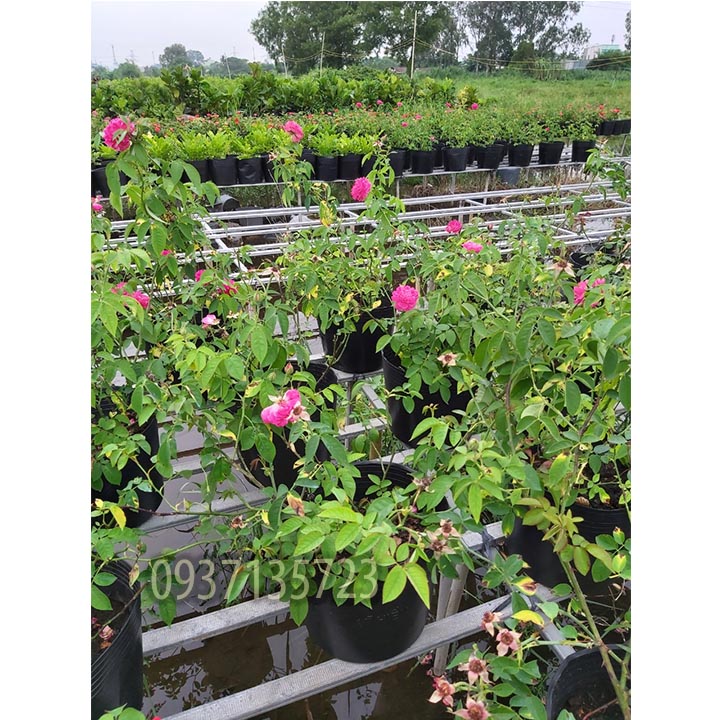 [HCM]CÂY HOA HỒNG TƯỜNG VY  SA ĐÉC