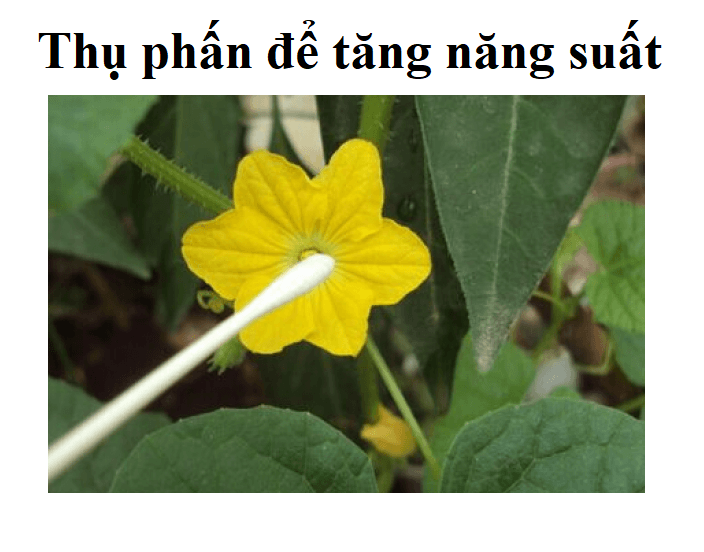 HẠT GIỐNG DƯA LƯỚI VỎ VÀNG 10 hạt