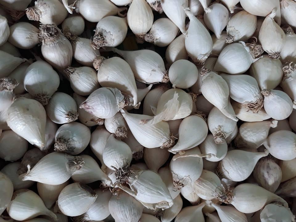 TỎI CÔ ĐƠN CHÍNH GỐC LÝ SƠN QUẢNG NGÃI 1KG