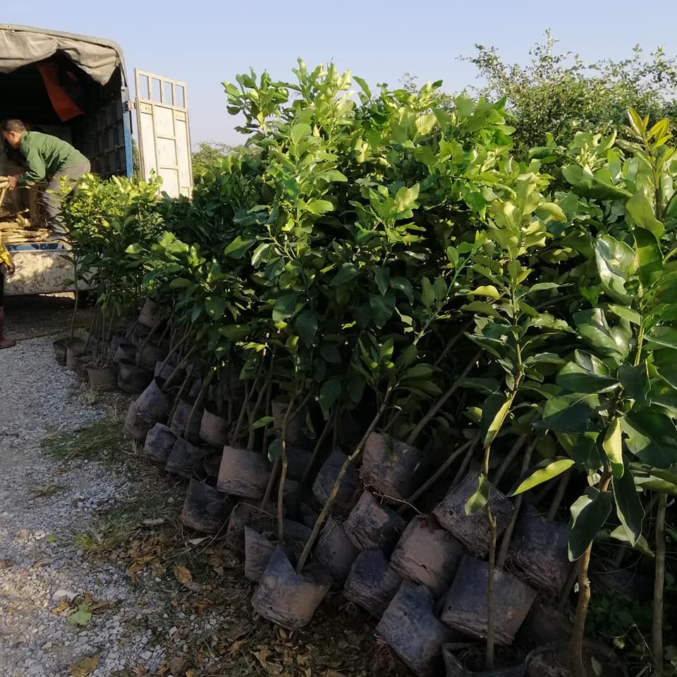Cây Bưởi Hoàng ghep ( 18 tháng cho trái)