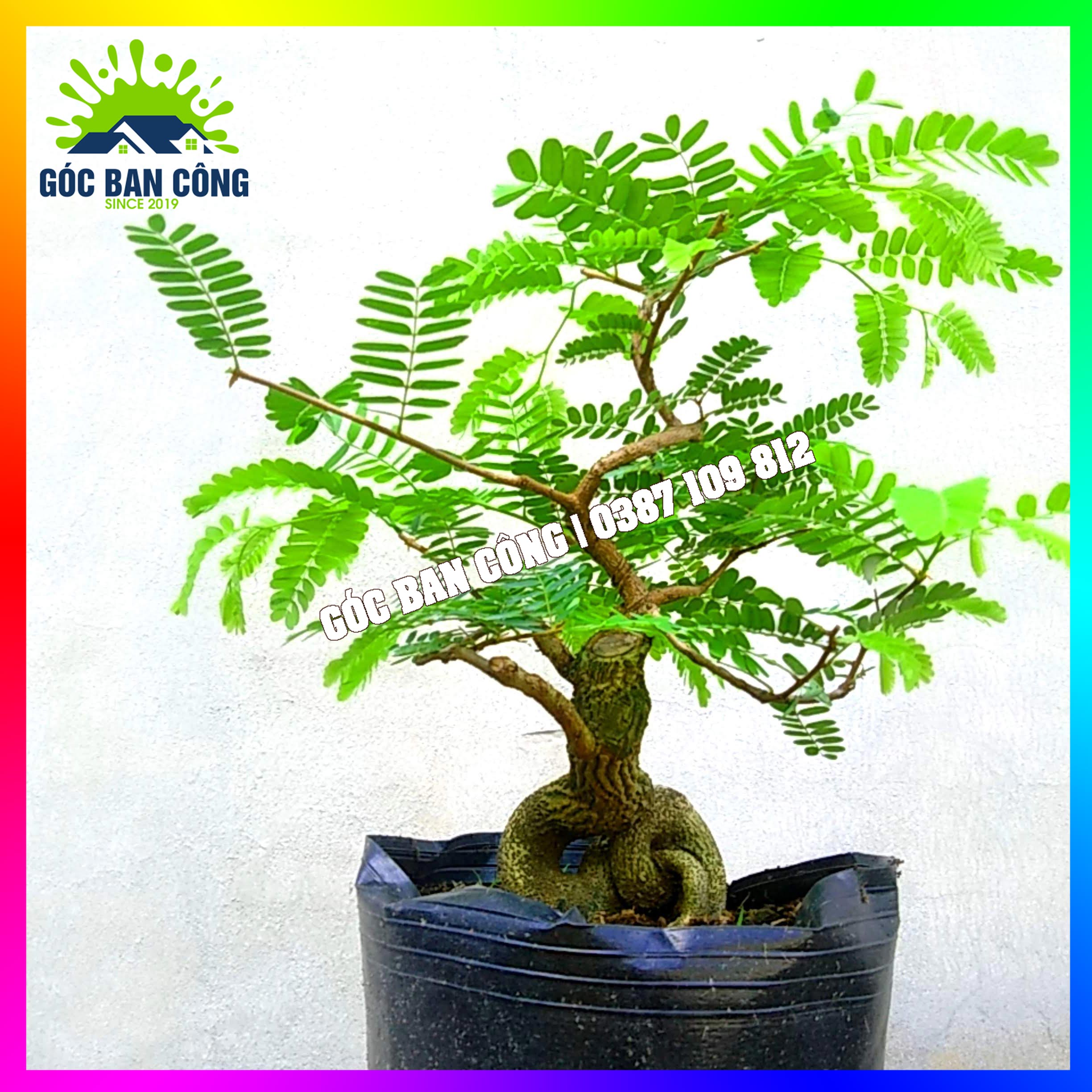 Cây Me Bonsai Mini - MCBS05