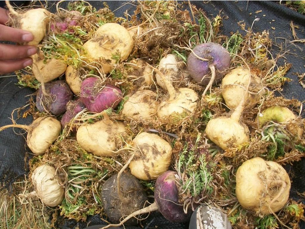 Bột Maca Hữu Cơ Peru Maca Powder (200g)