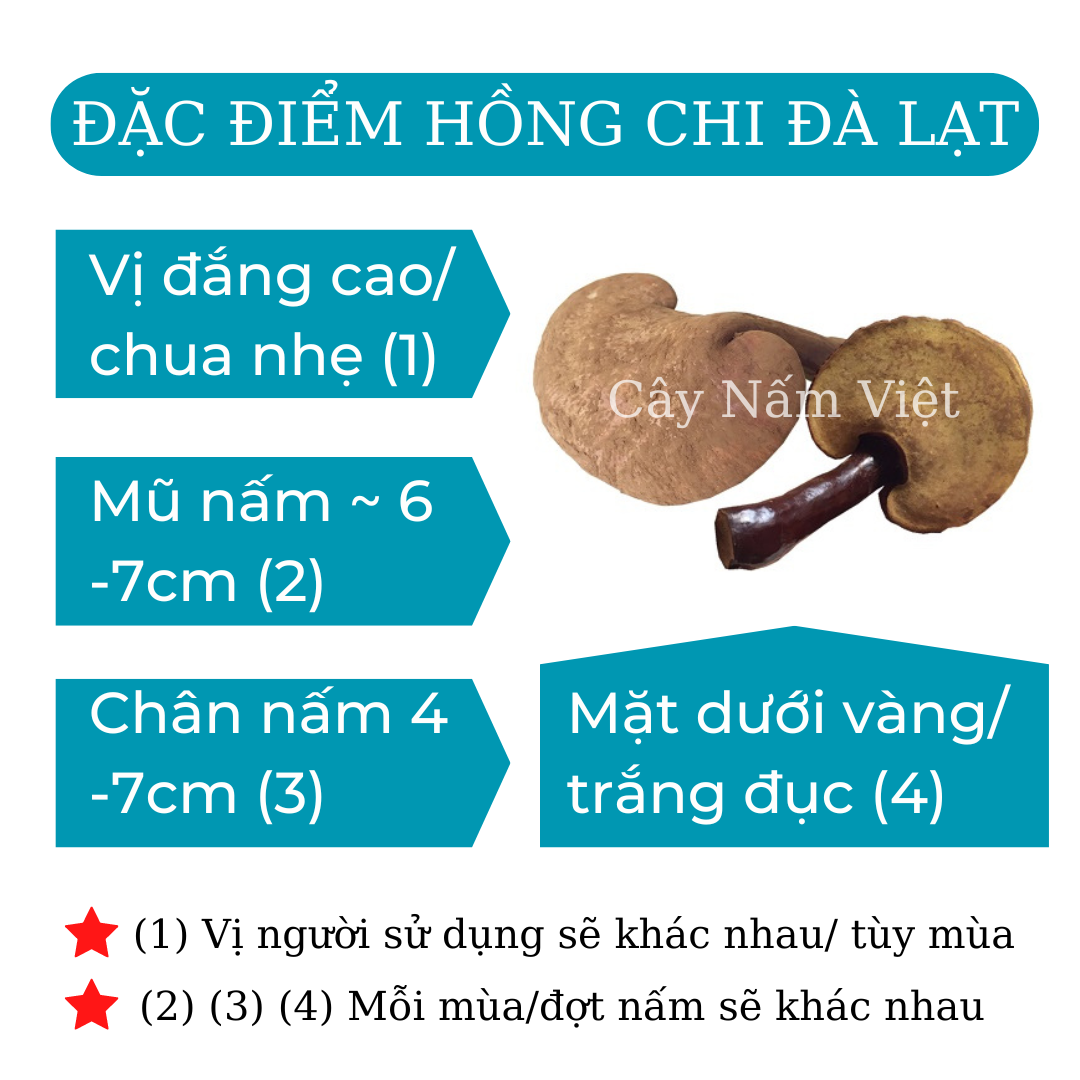 Nấm linh chi đỏ Đà Lạt cao cấp CNV 500g (Hồng chi Việt Nam)