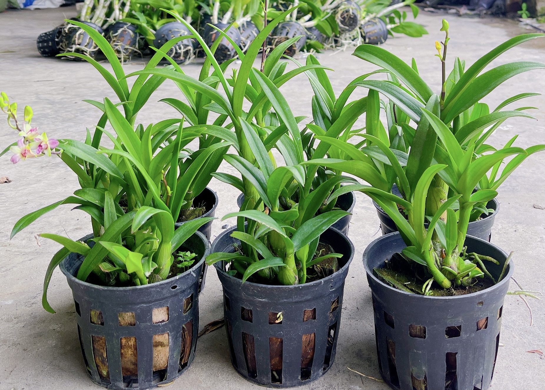 HOA LAN  DENRO MINI - MẶT HOA NHỎ