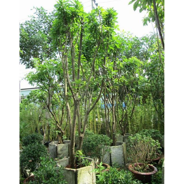 Cây hoa Lộc Vừng đỏ