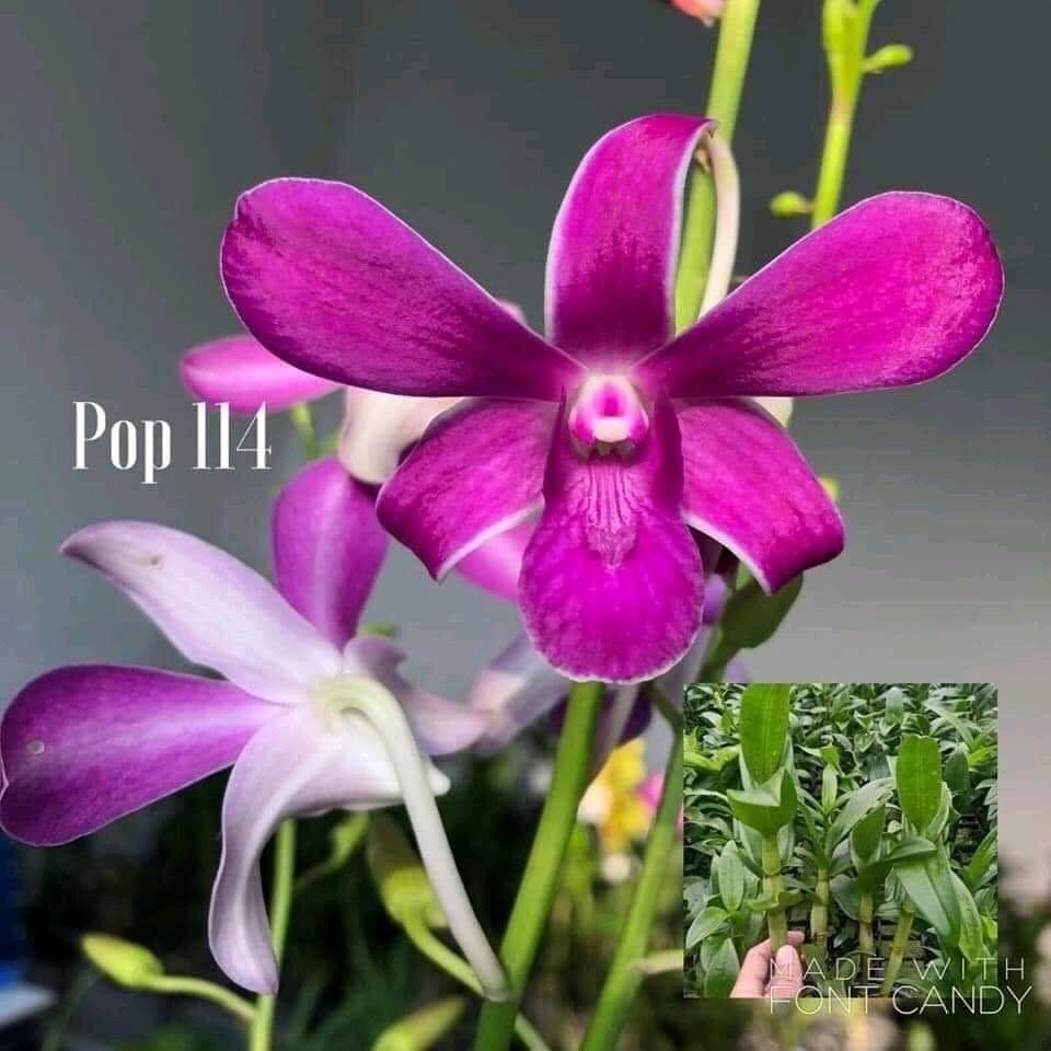 HOA LAN NẮNG 114