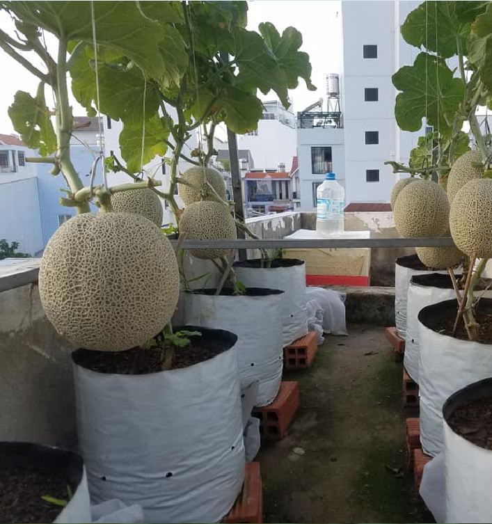 " Gói 10 "Hạt Giống Dưa Lưới Vỏ Xanh [Seeds]