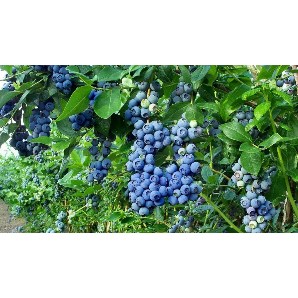 hạt giống Việt Quất