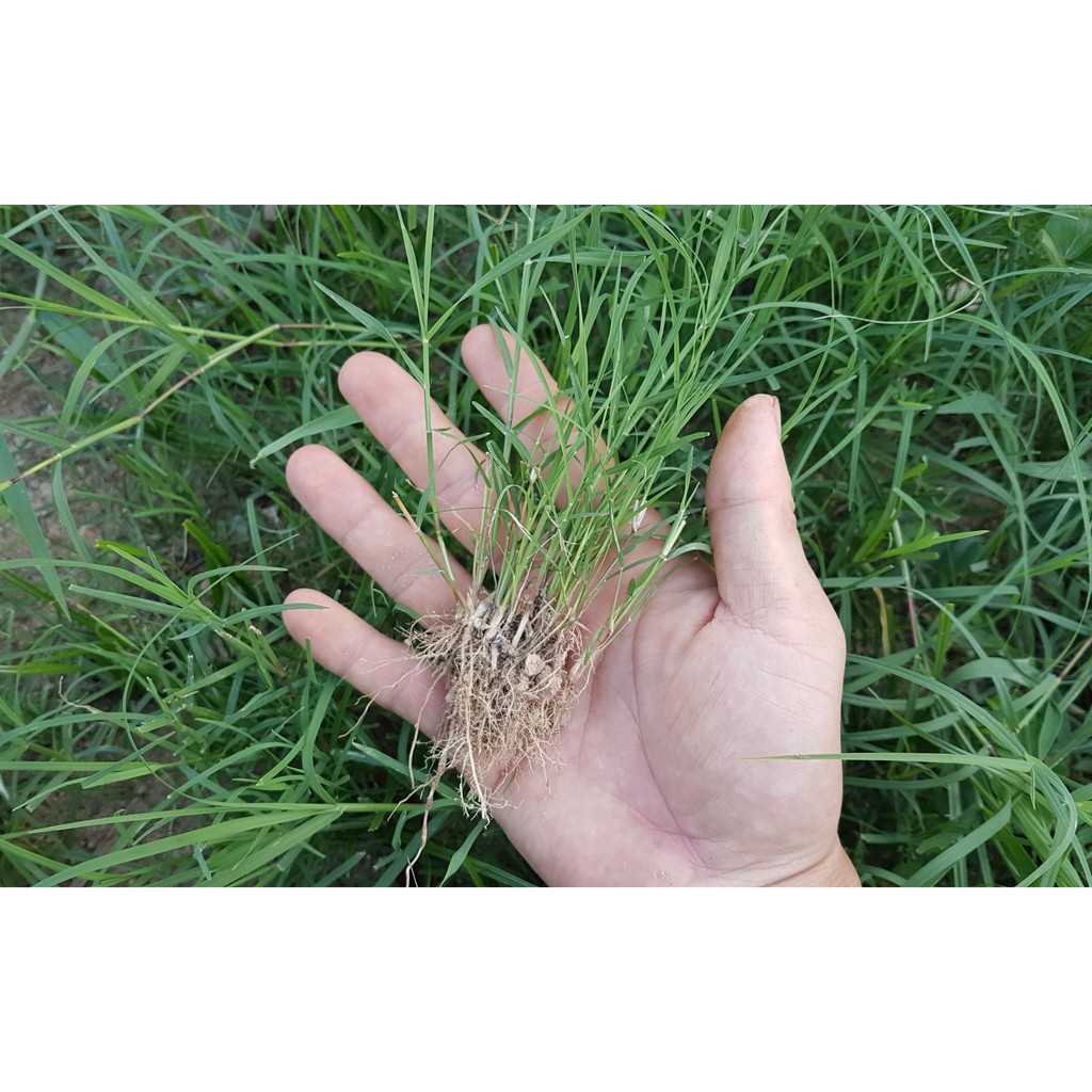 Hạt Giống Thảm Cỏ Bermuda Gói 200G - Cỏ Sân Bóng