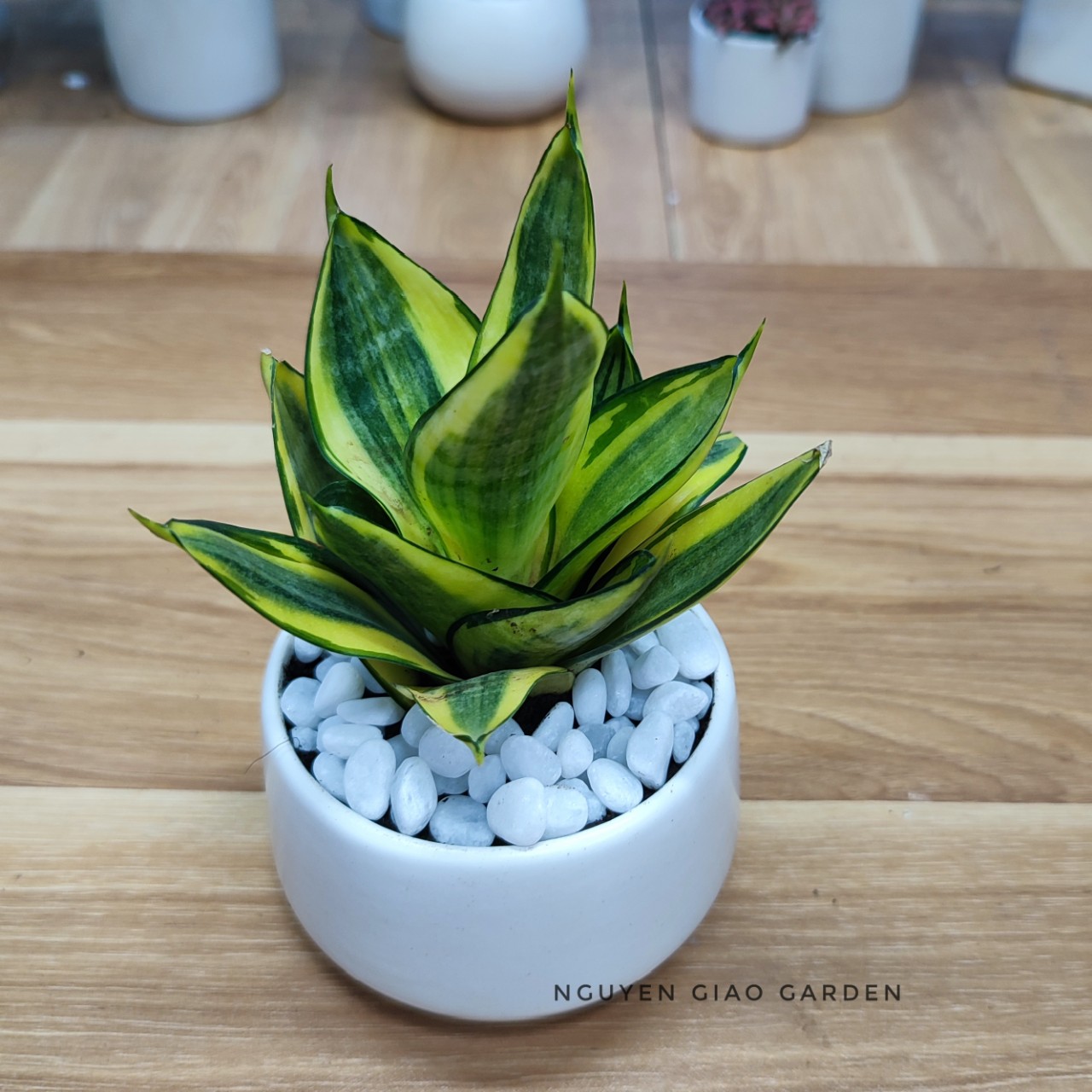 Cây Lưỡi Hổ Thái Viền Vàng Chậu Sứ đk 7,5 cm