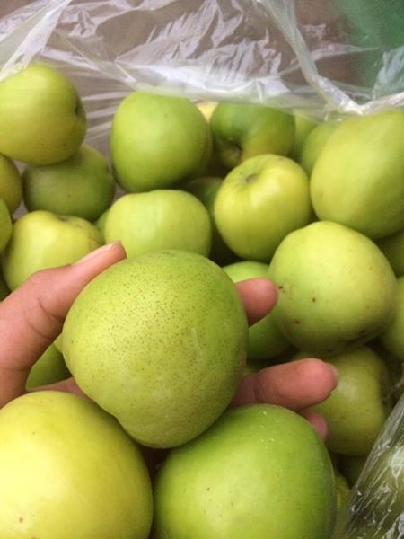 Cây giống táo đại cây ghép, chiết, ra quả sau 3 tháng trồng
