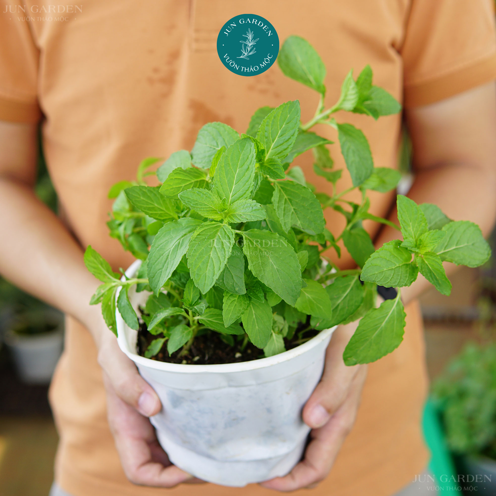 Bạc hà nhật jun garden cây gia vị, pha trà, pha nước uống, đuổi côn trùng