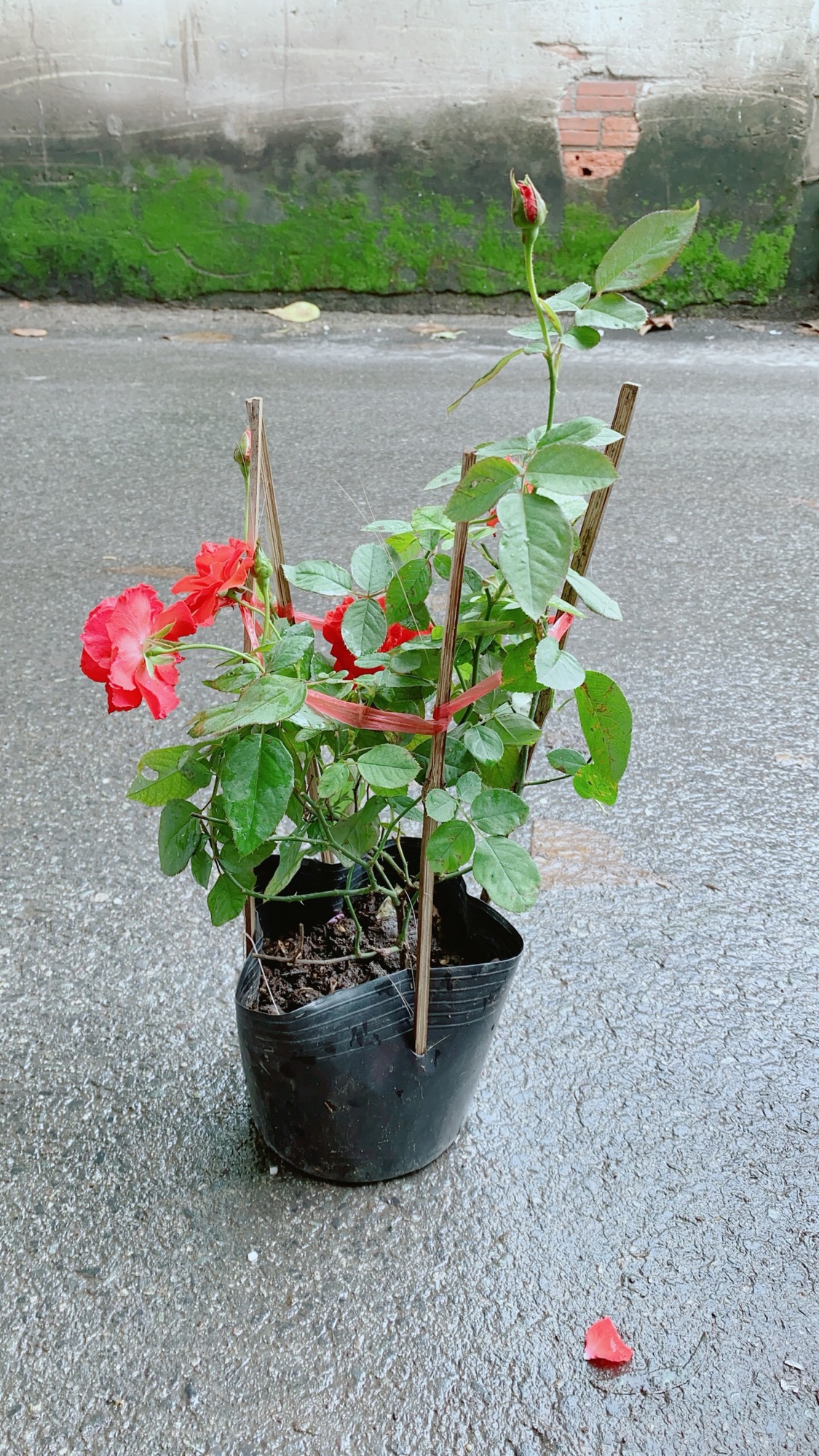 Hoa Hồng Lửa Màu Đỏ