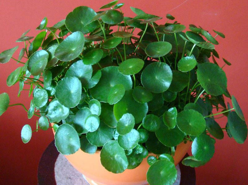 Hạt giống cỏ đồng tiên  - 50 hạt/gói
