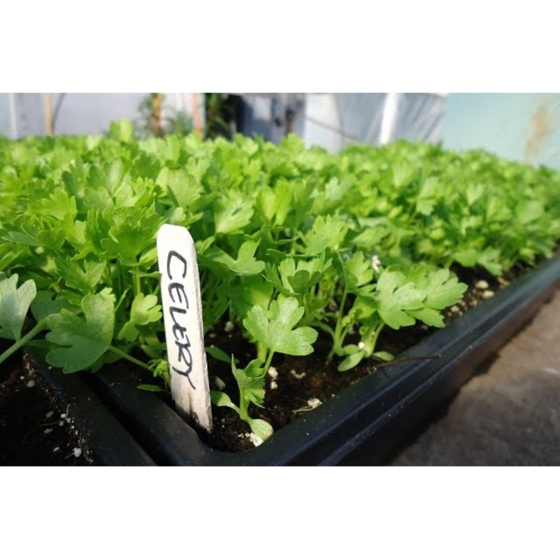 10g Hạt giống Cần tây