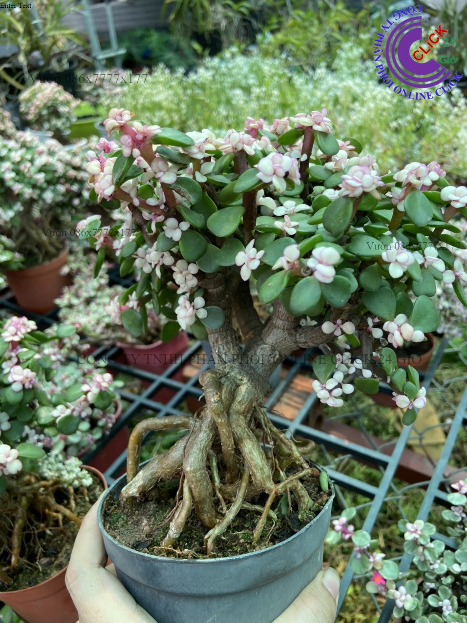 Chậu sen đá đô la hồng nhiều size cây ngọc bích hồng cổ thụ sen đá đô la hồng cẩm thạch 0776849238