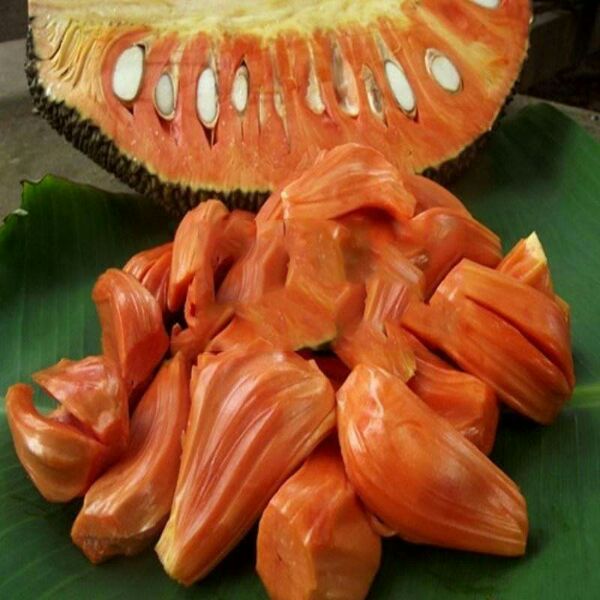 Giống mít tứ quý