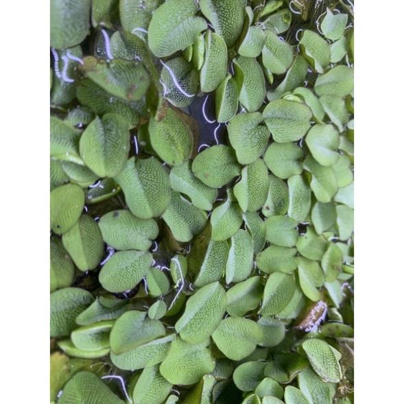 Bèo tai chuột, bèo dâu
