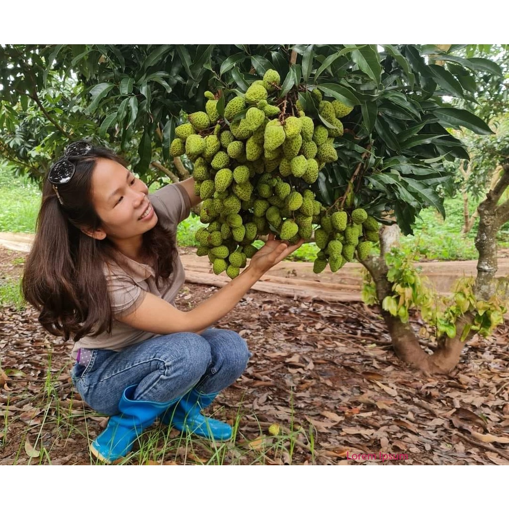 CÂY GIỐNG VẢI KHỔNG LỒ (siêu sớm phù hợp khi hậu 3 miền)