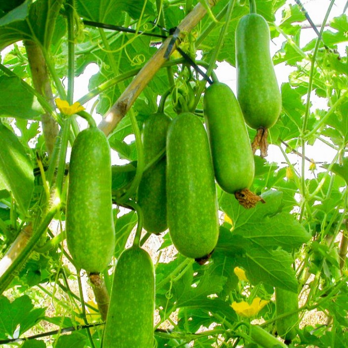 ⚡HẠT GIỐNG BÍ ĐAO CHANH_15 HẠT(CHUẨN FARM)⚡