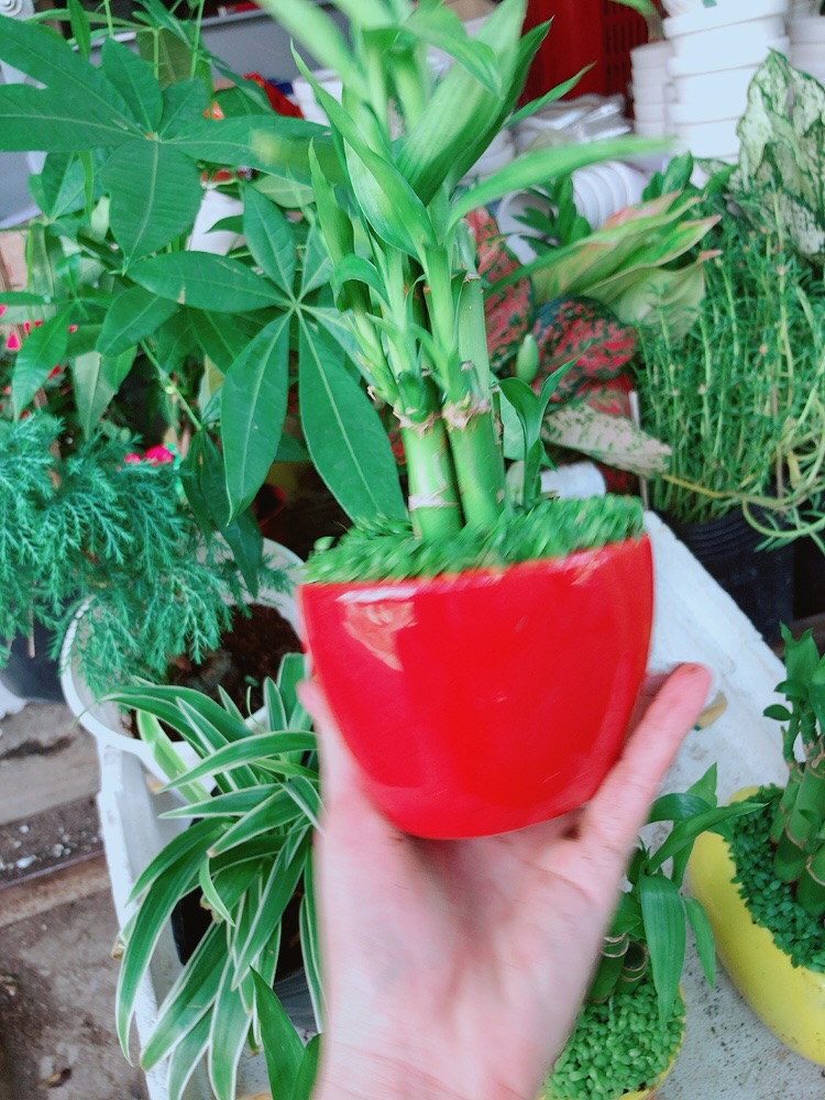 Chậu trúc phát tài trái tim đỏ