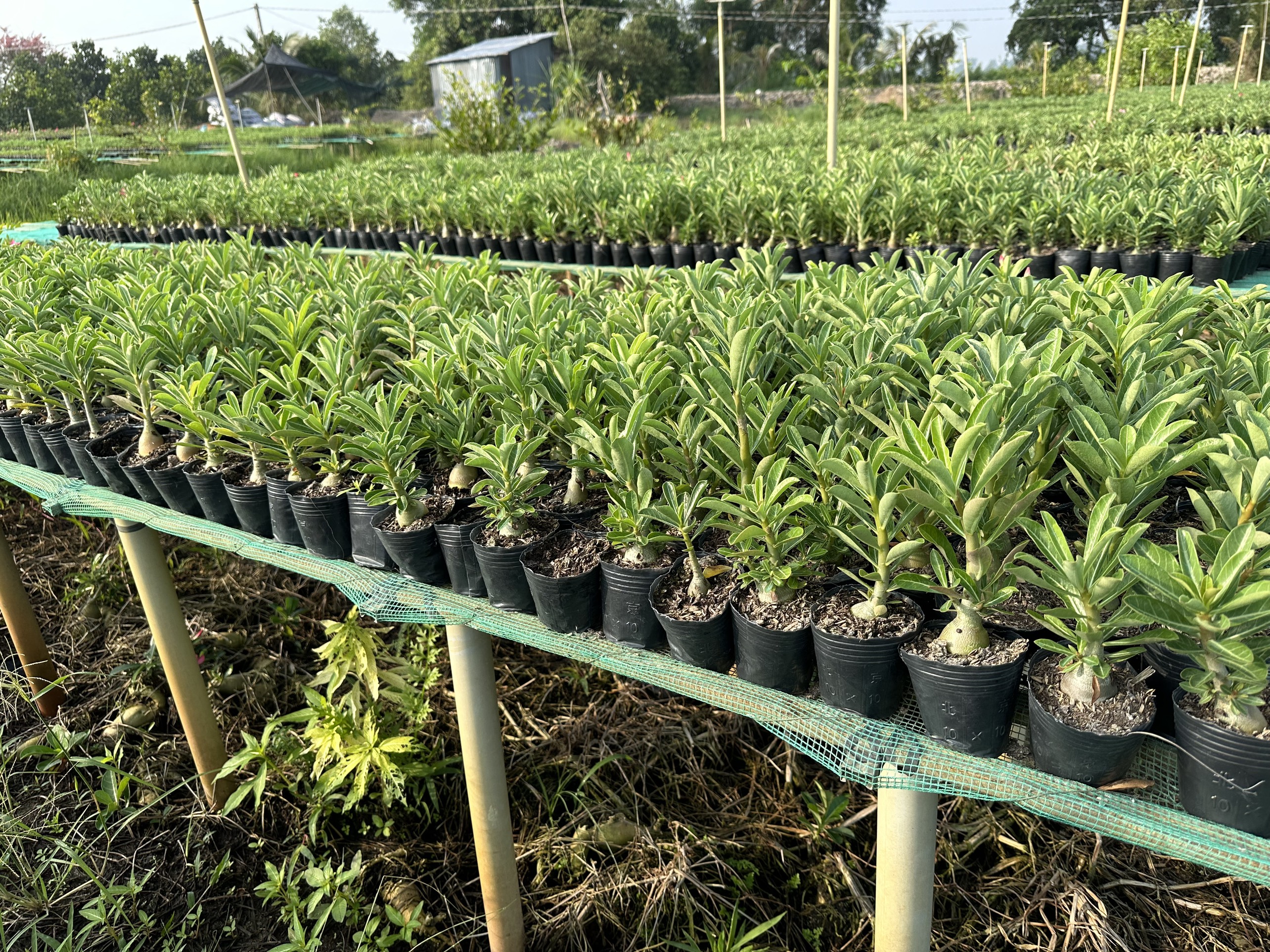 5 Cây sứ Thái gieo hạt hoa xổ số (gửi cây như ảnh 3)