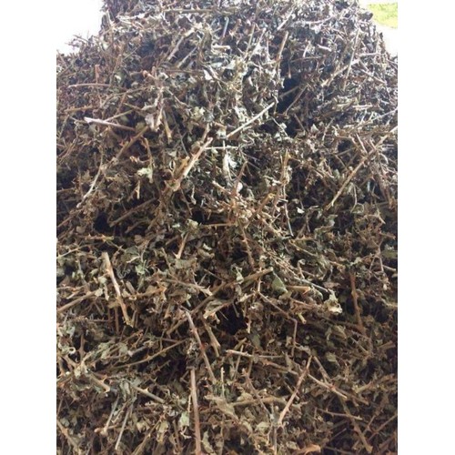 Trà Cà gai leo SAPA (sấy khô) gói 1 kg dùng thử