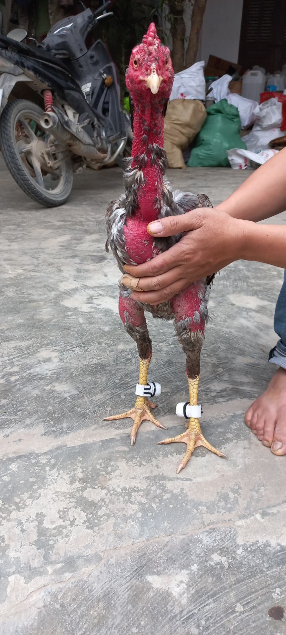 Bịt cựa gà nòi giá rẻ nhà làm (1 bộ 2 cái)