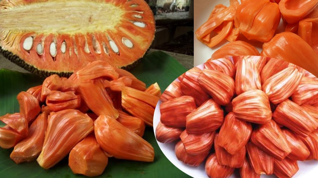 Cây giống Mít Ruột Đỏ xơ Đỏ INDONESIA [ Cây ghép cho trái sớm sau 18 tháng ]. [ CHO TRÁI QUANH NĂM ]